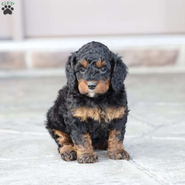 Reese, Cavapoo Puppy